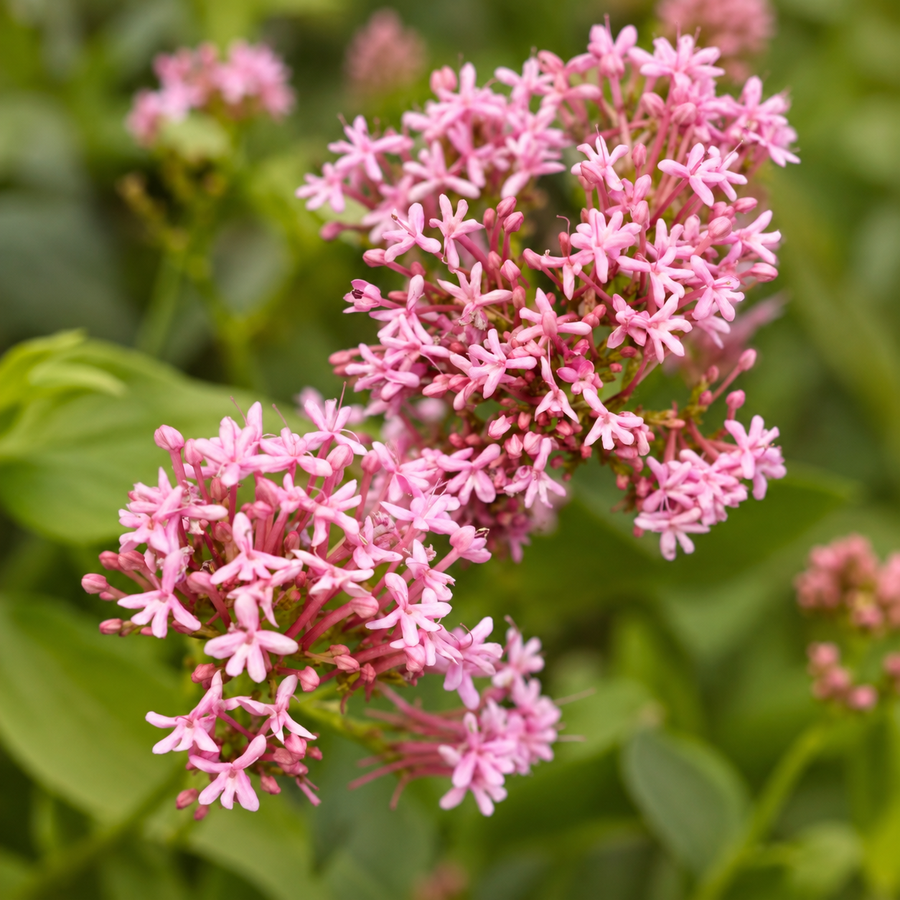 Valerian Root