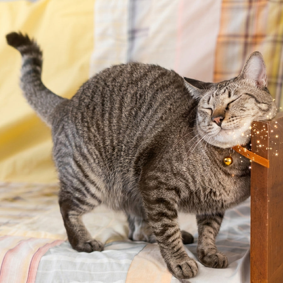 Feline Facial Pheromone
