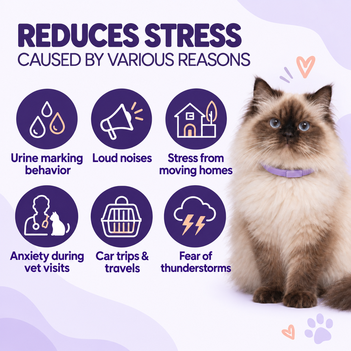 Everyday stress situations for cats, from moving house and vet visits to loud noises