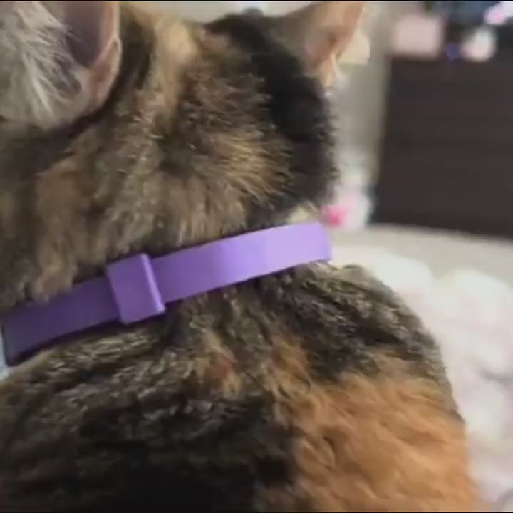 A calm cat wearing the purple Nubello collar