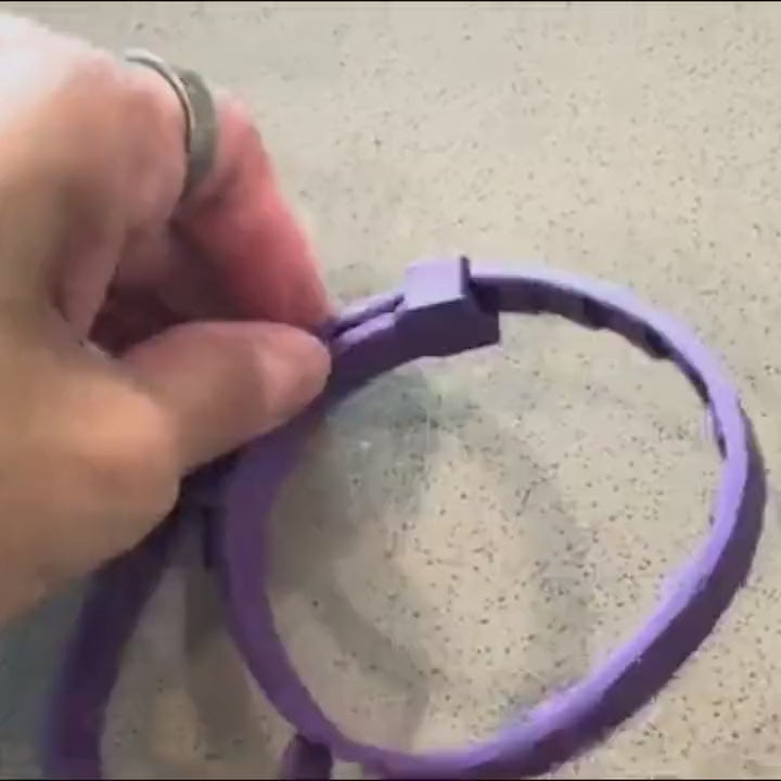 Fastening the collar around a cat's neck and trimming the excess strap